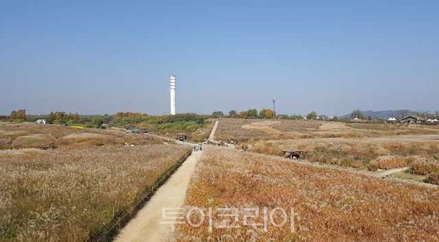 하늘공원 억새 전경&nbsp;Ⓒ투어코리아
