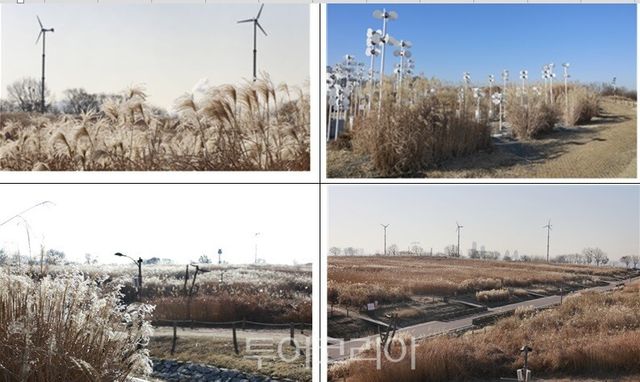 하늘공원 억새 전경/사진=서울시