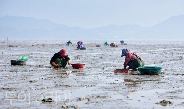 ▲소원면 법산리 바지락 채취 모습. /사진-태안군