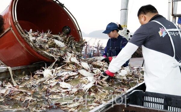 ▲백사장항 꽃게 출하 모습. /사진-태안군