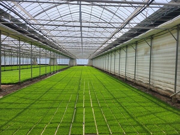 김해시 정부 벼 보급종 종자 구입비 일부 지원(제공=김해시)