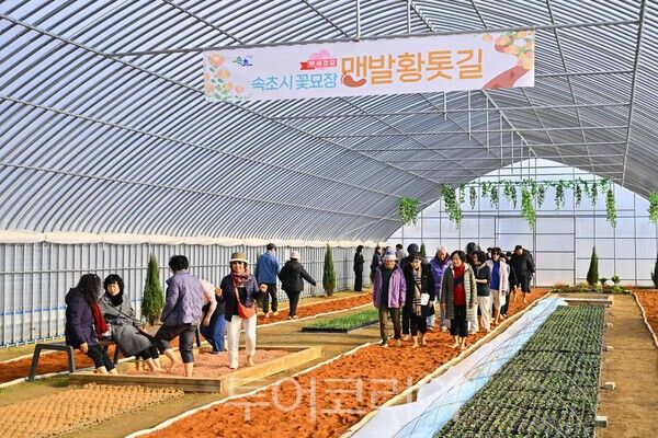 꽃묘장 맨발황톳길 걷는 시민과 관광객/사진=속초시