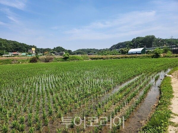 계양구 벼 재배지 전경