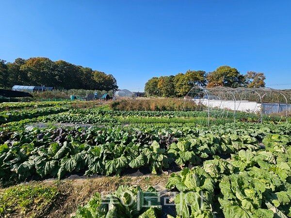 계양구 밭작물 재배지 전경