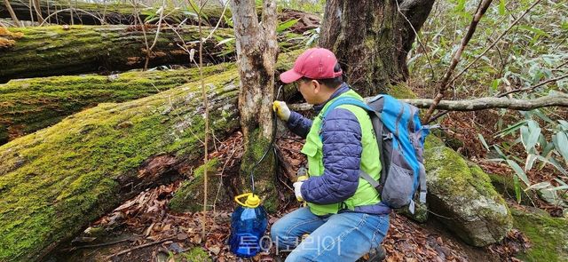 고로쇠 수액 채취 모습. /사진-전남도