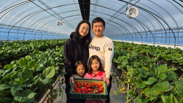 딸기를 재배하는 강동윤 씨 가족들이 딸기를 선 보이고 있다./사진-청도군