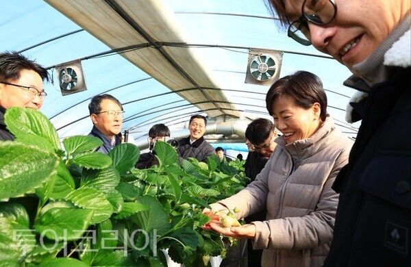 ▲송미령(오른쪽 두 번째) 농림축산식품부 장관이 지난 22일 논산시 부적면에 위치한 딸기 농가를 방문해 겨울철 대표 시설작물인 딸기의 생육 상황을 살펴보고 있다. /사진-논산시