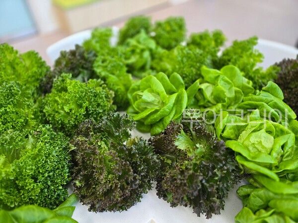 ▲스마트농업 식물공장에서 생산된 싱싱한 야채들 모습. /사진-국립공주대학