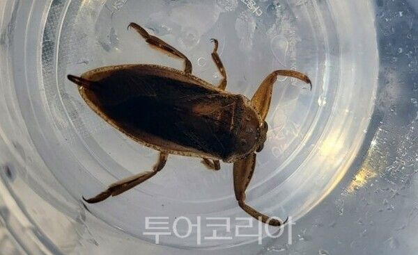 울산시설공단은 지난 16일 울산대공원 갈티못에서 멸종위기 야생생물 Ⅱ급인 물장군 20마리를 방사하는 복원 행사를 진행했다고 밝혔다./사진-울산시설공단