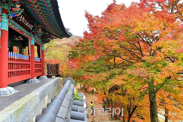 &nbsp; 문수사 애기단풍 /사진-고창군