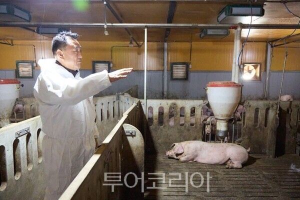 이충우 여주시장이 돈사 현장점검에 나섰다/투어코리아뉴스 정명달 기자 사진=여주시