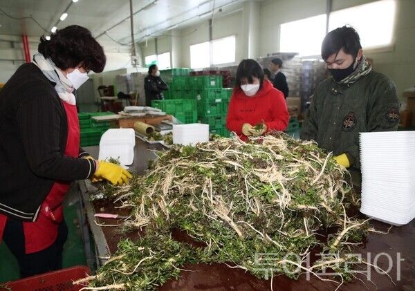 ▲농산물 산지유통센터에서 세척된 냉이를 선별하고 있는 모습. /사진-태안군