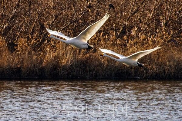 금강을 비상하는 고니&nbsp;&nbsp;ⓒ투어코리아-유지훈 기자