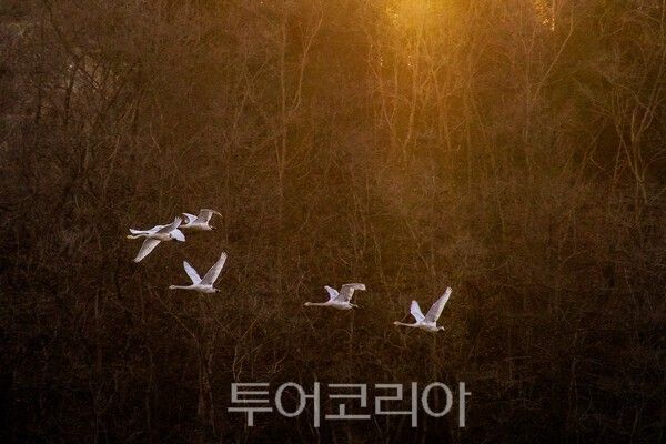 고니의 비상&nbsp;ⓒ투어코리아-유지훈 기자