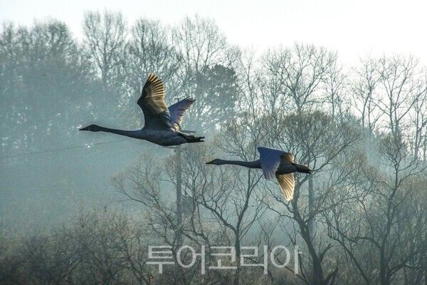 고니들의 비상&nbsp;ⓒ투어코리아-유지훈 기자