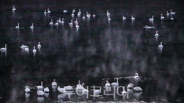 금강에서 집단 서식하는 고니 무리&nbsp;ⓒ투어코리아-유지훈 기자