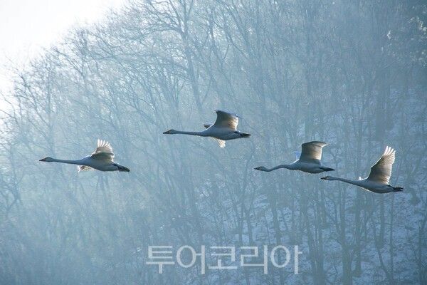 고니들의 비상&nbsp;ⓒ투어코리아-유지훈 기자