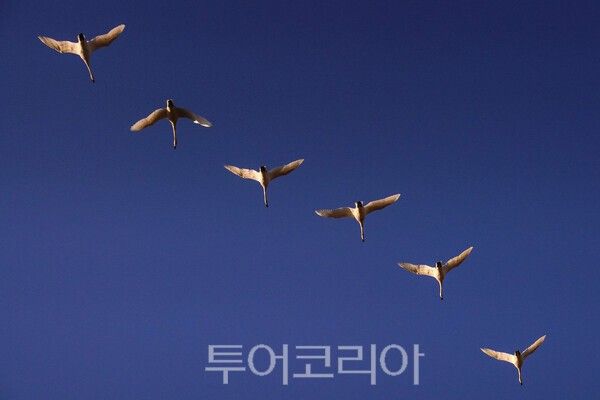 편대를 이루어 날아가는 고니&nbsp;ⓒ투어코리아-유지훈 기자
