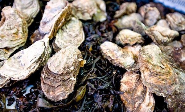 천북굴/사진-보령시