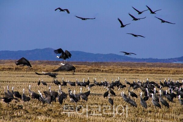 천수만 인근 농경지에서 먹이 활동을 하는 흑두루미/사진-투어코리아&nbsp;유지훈 기자