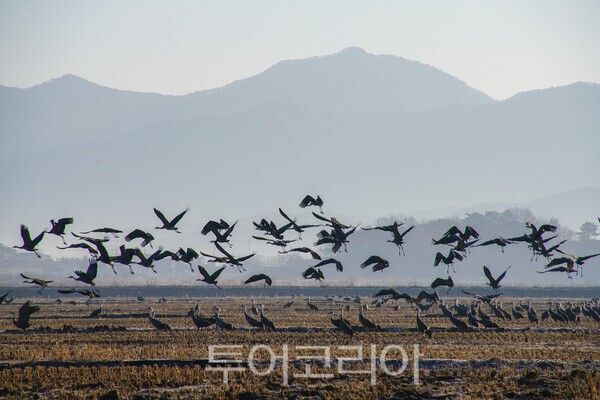 비상하는 흑두루미