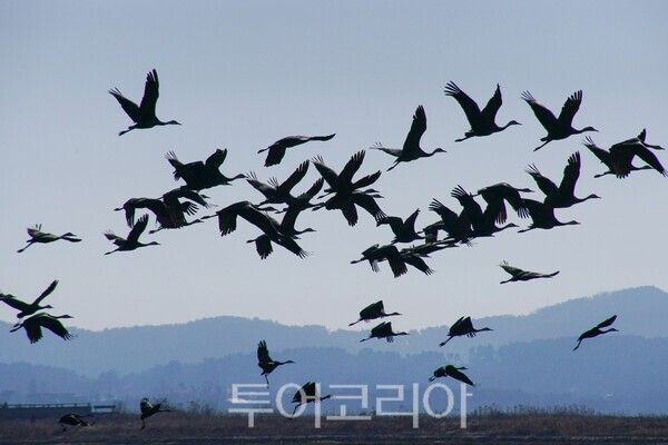 비상하는 흑두루미&nbsp;/사진-투어코리아&nbsp;유지훈 기자
