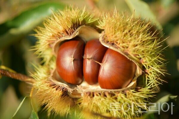 ▲크고 맛있는 밤 신품종 묘목 분양(밤 이미지). /사진-충남도