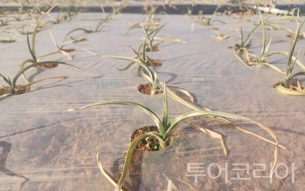 ▲동해 피해입은 마늘 모습. /사진-서산시