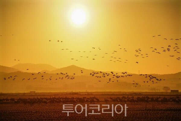 아침 일출에 비상하는 천수만 륵두루미&nbsp;/사진-투어코리아&nbsp;유지훈 기자
