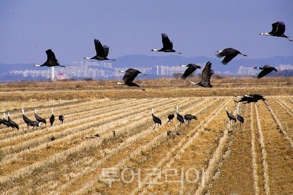 서산 간척지에서 비상하는 흑두루미&nbsp;/사진-투어코리아&nbsp;유지훈 기자