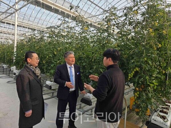 장세일 영광군수가 최근 정재욱 영광군농업기술센터 소장과 함께 관내 청년농가의 생산 환경을 개선하기 위해 청년임대농장과 감귤·토마토 재배 청년농가 시설을 방문했다.&nbsp;/사진-영광군