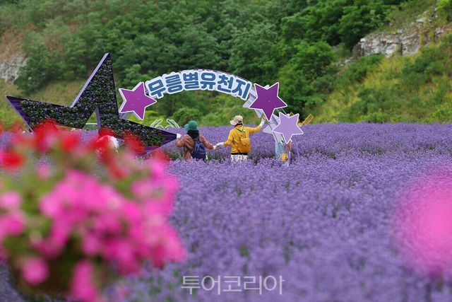 무릉별유천지 보랏빛 감동 라벤더축제&nbsp;&nbsp;Ⓒ 투어코리아