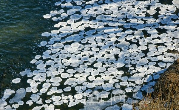 냇가에는 얼음이 녹으면서 깨진 동그란 얼음 형상이 꽃잎처럼 보인다. /사진-&nbsp;투어코리아 유지훈 기자