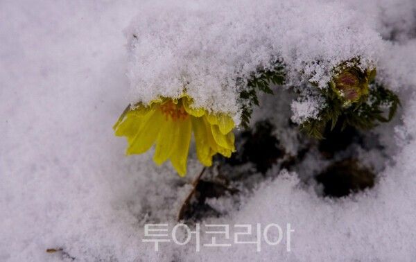 봄의 전령사로 불리는 ‘복수초’가 눈을 뚫고 노란 꽃잎을 피운 모습/사진-&nbsp;투어코리아 유지훈 기자