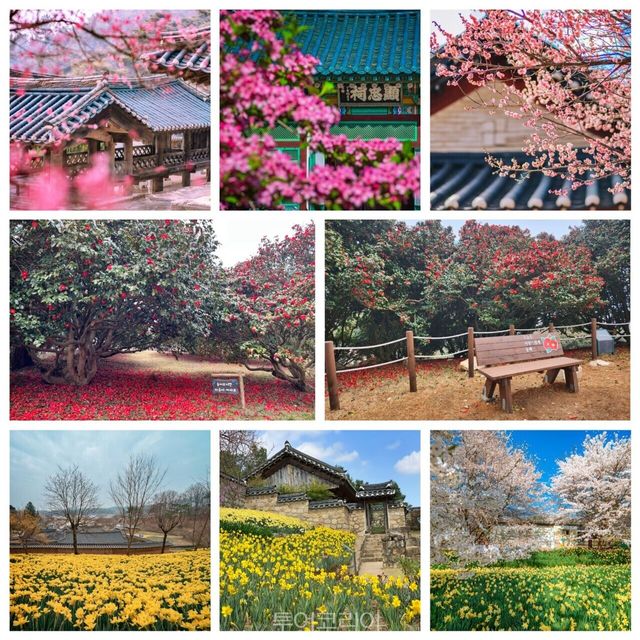 충남 봄꽃 명소/사진-충남도