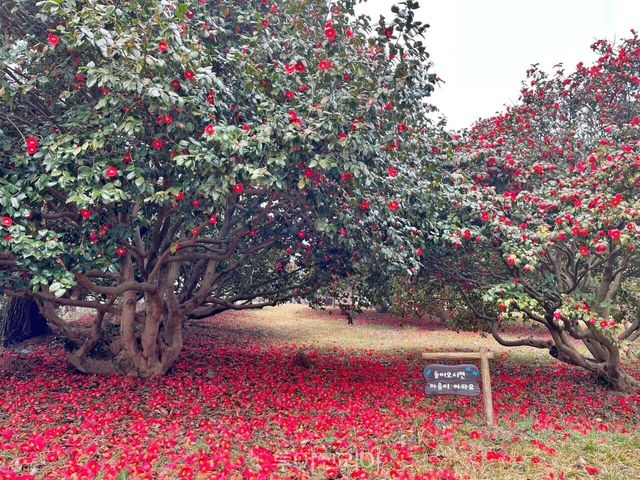 &nbsp; 서천 마량리 동백나무 숲&nbsp; /사진-충남도