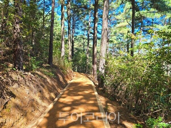 숲속 맨발길. /사진-보성군