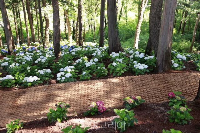 망제산 수국 산책로/사진=보성군