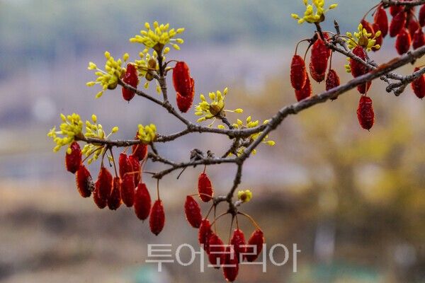 ​산수유의 현재 모습 / 사진_투어코리아 유지훈 기자