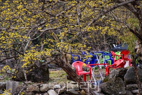 ​구례산동 산수유 마을의 현재 모습 / 사진_투어코리아 유지훈 기자​