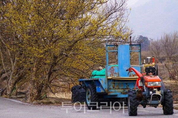 구례산동 산수유 마을의 현재 모습 / 사진_투어코리아 유지훈 기자