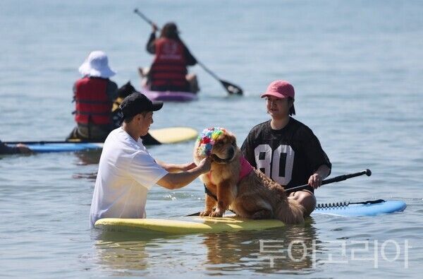 ▲반려견 동반 패들보드 체험 모습. /사진-태안군