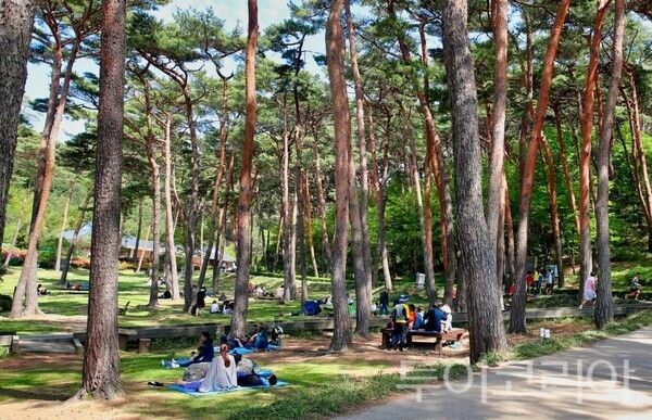 ▲태안군 안면도자연휴양림 모습. /사진-태안군