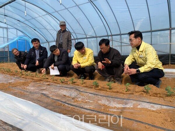 오성동 농업기술센터 소장이 최근 고창군 내 미니수박 재배 현장을 방문한 모습. /사진-고창군