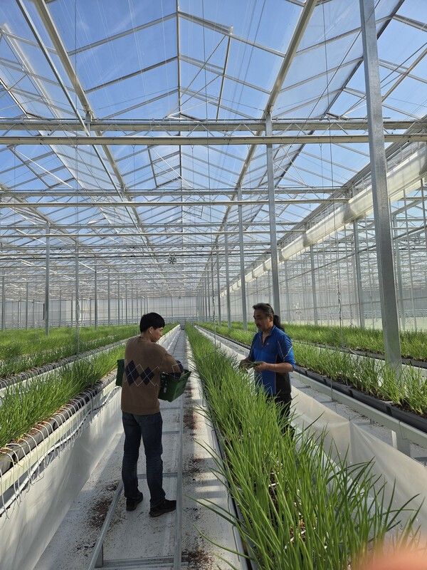 봉화군 임대형 스마트팜 단지에 입주한 청년농이 양액재배한 쪽파가 출하되고 있다./사진-봉화군&nbsp;