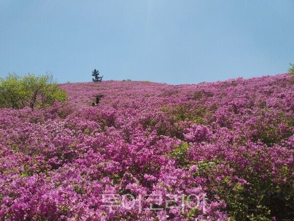 일림산 철쭉군락지 전경. /사진-보성군