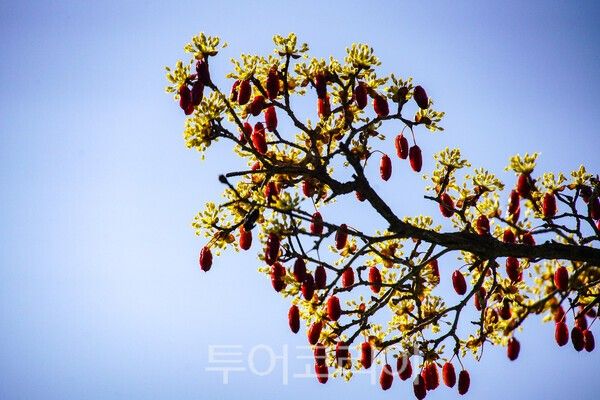 산수유 멸매와 꽃이 만난 이색적인 모습 / 사진_투어코리아 유지훈 기자