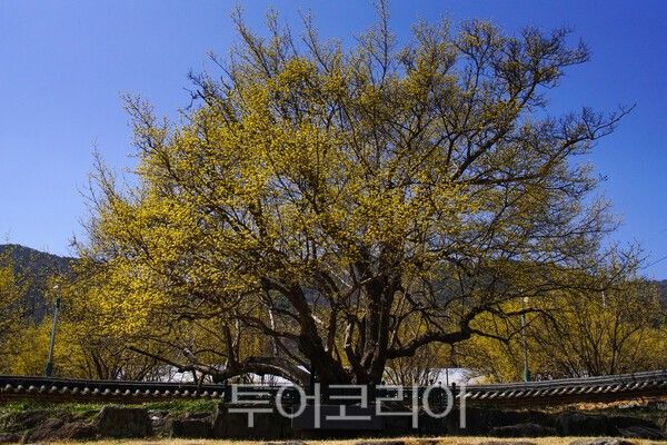 구례산동 개척마을의 산수유 시목지의 모습 / 사진_투어코리아 유지훈 기자