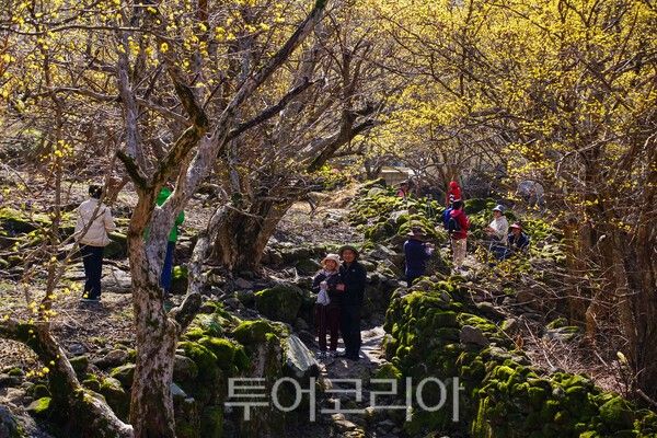 구례산동 상위마을의 산수유 돌담길 / 사진_투어코리아 유지훈 기자