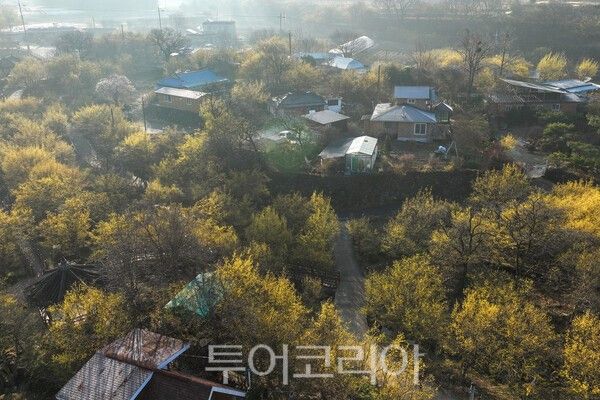 하늘에서 바라본 구례산동 산수유 마을 전경 / 사진_투어코리아 유지훈 기자